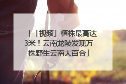 「视频」植株最高达3米！云南龙陵发现万株野生云南大百合