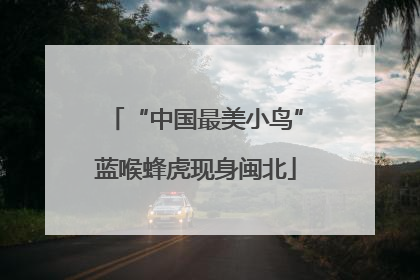 “中国最美小鸟”蓝喉蜂虎现身闽北