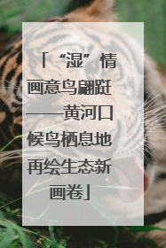 “湿”情画意鸟翩跹——黄河口候鸟栖息地再绘生态新画卷