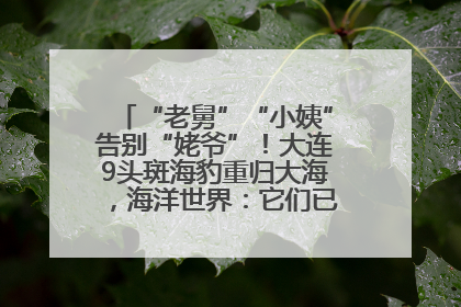 “老舅”“小姨”告别“姥爷”！大连9头斑海豹重归大海，海洋世界：它们已具备野外生存能力
