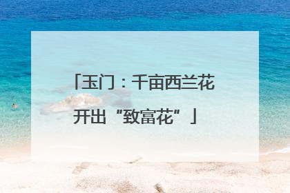 玉门：千亩西兰花开出“致富花”