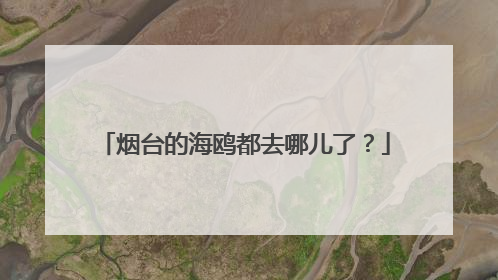 烟台的海鸥都去哪儿了？