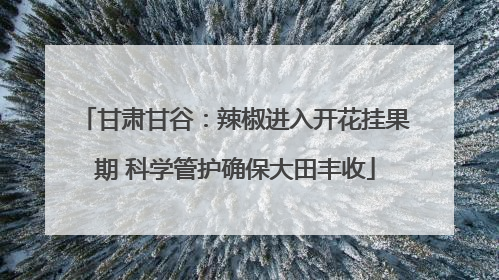 甘肃甘谷：辣椒进入开花挂果期 科学管护确保大田丰收