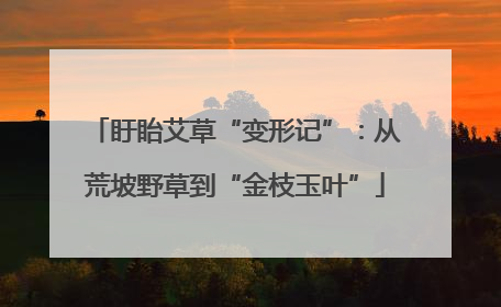 盱眙艾草“变形记”：从荒坡野草到“金枝玉叶”