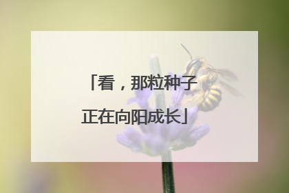 看，那粒种子正在向阳成长