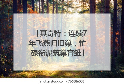 真奇特：连续7年飞燕归旧巢，忙碌衔泥筑巢育雏