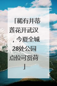 稀有并蒂莲花开武汉，今夏全城28处公园点位可赏荷