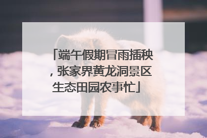 端午假期冒雨插秧，张家界黄龙洞景区生态田园农事忙
