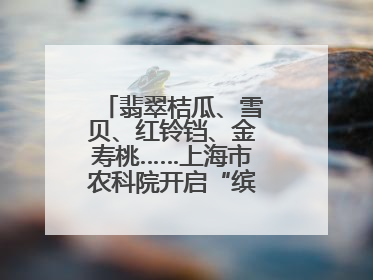 翡翠桔瓜、雪贝、红铃铛、金寿桃……上海市农科院开启“缤纷蔬菜之约”