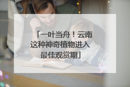 一叶当舟！云南这种神奇植物进入最佳观赏期