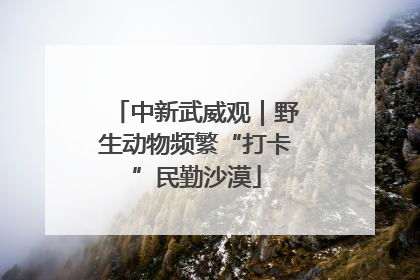 中新武威观｜野生动物频繁“打卡”民勤沙漠