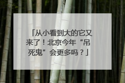 从小看到大的它又来了！北京今年“吊死鬼”会更多吗？