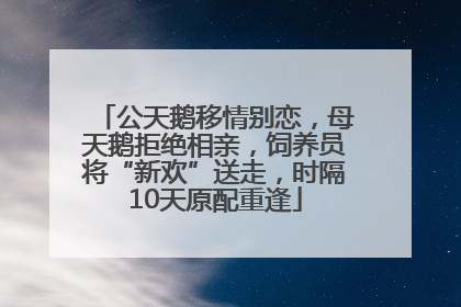 公天鹅移情别恋，母天鹅拒绝相亲，饲养员将“新欢”送走，时隔10天原配重逢