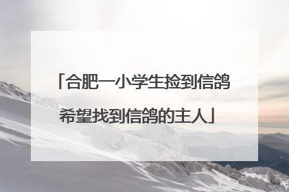 合肥一小学生捡到信鸽 希望找到信鸽的主人