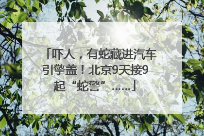 吓人，有蛇藏进汽车引擎盖！北京9天接9起“蛇警”……
