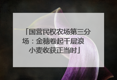 国营民权农场第三分场：金穗卷起千层浪 小麦收获正当时
