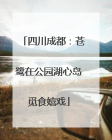四川成都：苍鹭在公园湖心岛觅食嬉戏