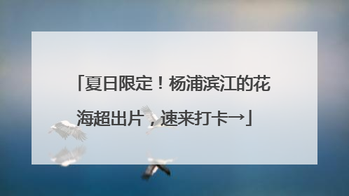 夏日限定！杨浦滨江的花海超出片，速来打卡→