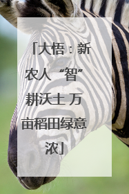大悟：新农人“智”耕沃土 万亩稻田绿意浓