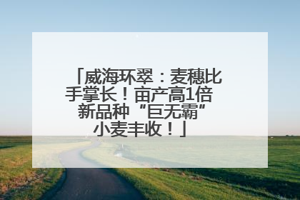 威海环翠：麦穗比手掌长！亩产高1倍 新品种“巨无霸”小麦丰收！