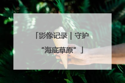 影像记录｜守护“海底草原”