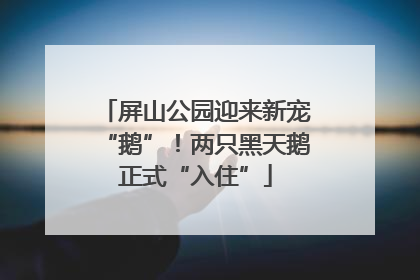 屏山公园迎来新宠“鹅”！两只黑天鹅正式“入住”