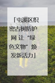 屯溪区织密古树防护网 让“绿色文物”焕发新活力