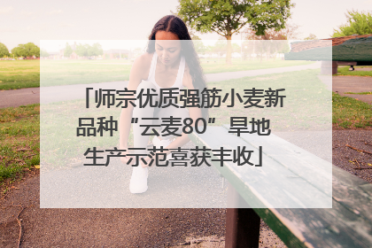 师宗优质强筋小麦新品种“云麦80”旱地生产示范喜获丰收