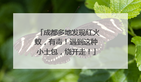 成都多地发现红火蚁，有毒！遇到这种小土包，绕开走！