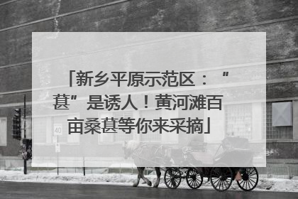 新乡平原示范区：“葚”是诱人！黄河滩百亩桑葚等你来采摘