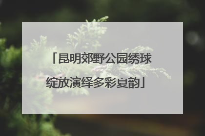 昆明郊野公园绣球绽放演绎多彩夏韵