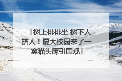 树上排排坐 树下人挤人！厦大校园来了一窝猫头鹰引围观