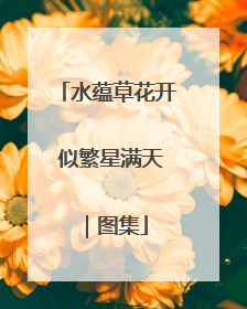 水蕴草花开 似繁星满天｜图集