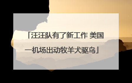 汪汪队有了新工作 美国一机场出动牧羊犬驱鸟