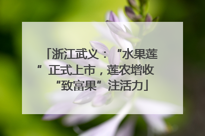 浙江武义：“水果莲”正式上市，莲农增收“致富果”注活力