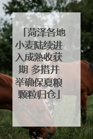 菏泽各地小麦陆续进入成熟收获期 多措并举确保夏粮颗粒归仓