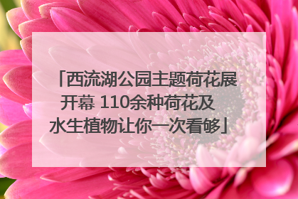 西流湖公园主题荷花展开幕 110余种荷花及水生植物让你一次看够