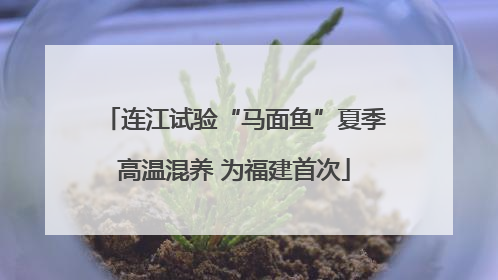 连江试验“马面鱼”夏季高温混养 为福建首次