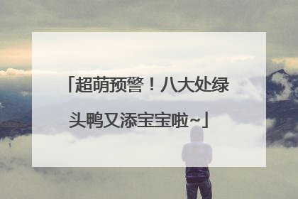 超萌预警！八大处绿头鸭又添宝宝啦~