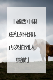 越西申果庄红外相机再次拍到大熊猫
