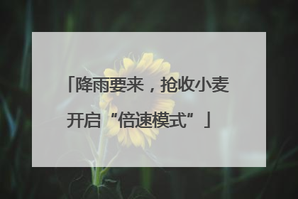 降雨要来，抢收小麦开启“倍速模式”