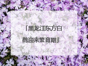 黑龙江东方白鹳迎来繁育期